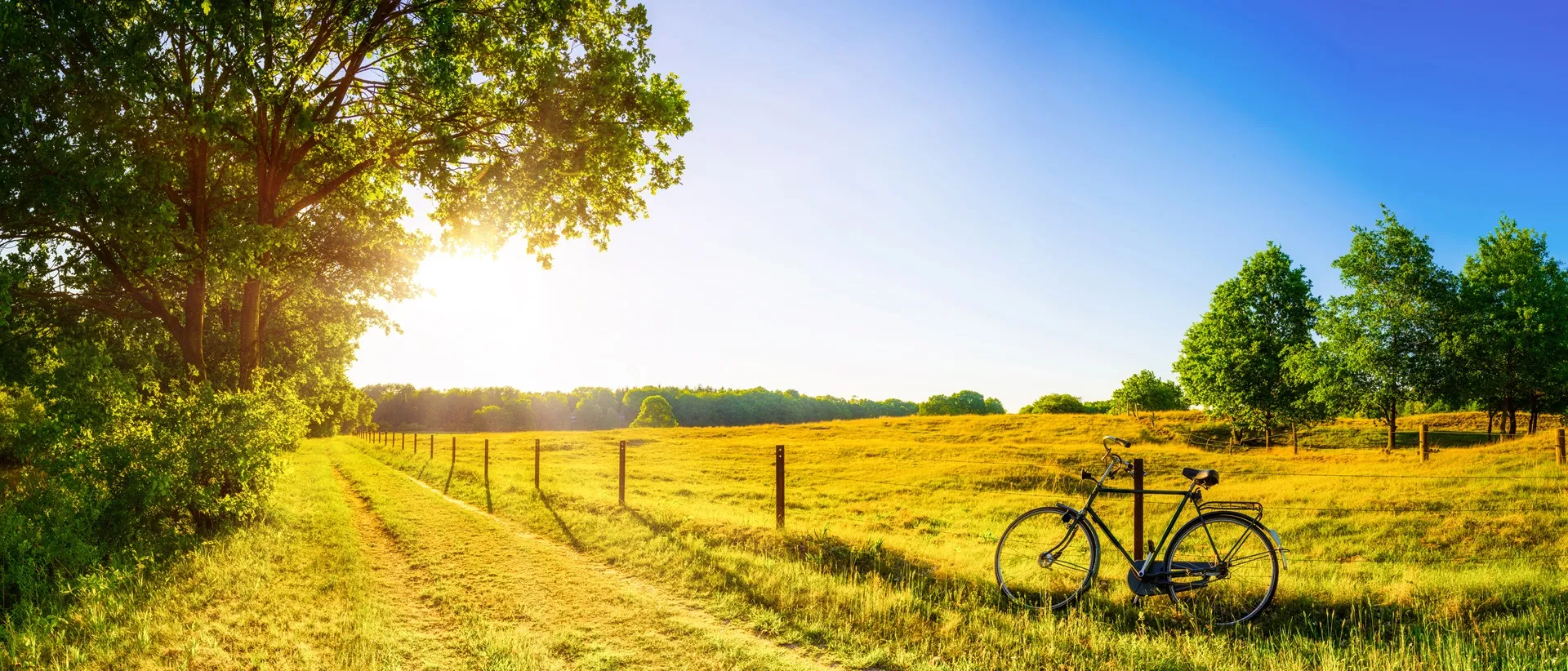 Landschaft im Sommer mit Bäumen und Wiesen im strahlenden Sonnenschein.