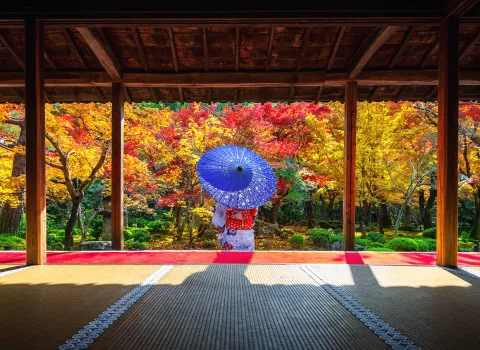 Frau im Kimono mit violettem Papierschirm hinter einem offenen Pavillon betrachtet den herbstlichen Laubwald.